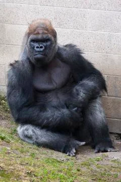 Gorilla at the zoo Stock Photos