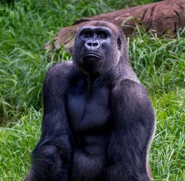 Gorilla at the zoo Stock Photos