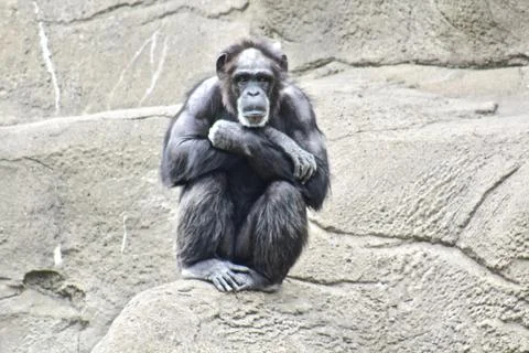 Gorilla at the Zoo 스톡 사진