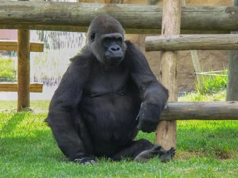 Gorilla in a zoo Foto stock