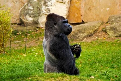 Gorilla in the Zoo Stock Photos