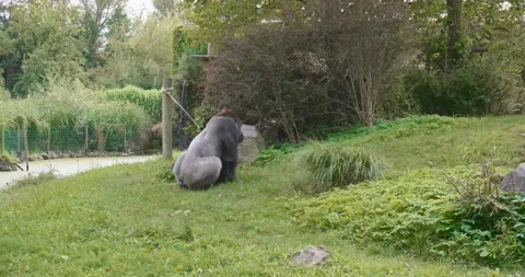 Gorilla in the Zoo Sitting Stock Footage 140568525