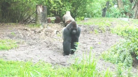 Gorilla1 Stock Footage 136715