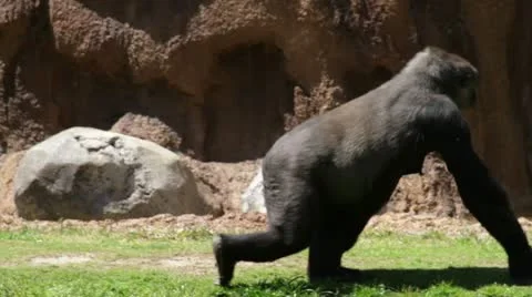 Gorilla1 Stock Footage 10881076