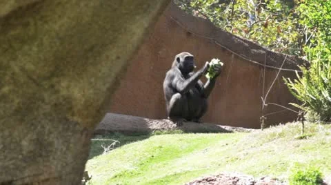 Gorilla2 Video stock 10881033