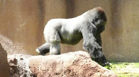 Gorilla3 Stock Footage 10882352