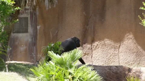 Gorilla4 Stock Footage 10882129