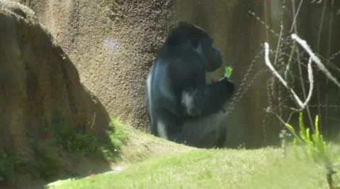 Gorilla5 Stock Footage 10882993