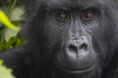 Gorillas of Bwindi Stock Photos
