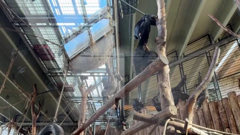 Gorillas climbing trees in enclosure behind glass at Copenhagen Zoo. Stock Footage 334333868