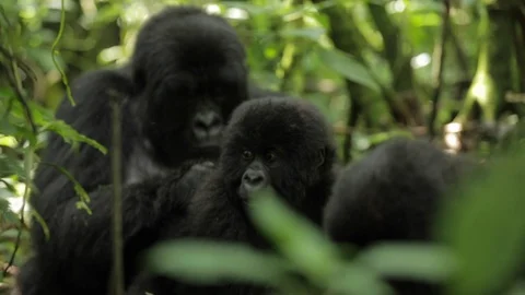Gorillas eating plants in the forest Video stock 103805891