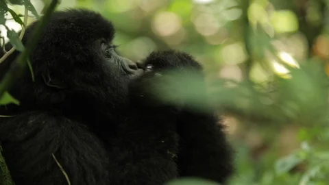 Gorillas eating plants in the forest Stock Footage 103805923
