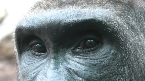 Gorilla's eyes close-up Stock Footage 165550134