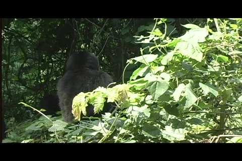 Gorillas first sighting Video stock 606706