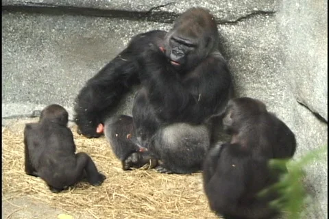 Gorillas Stock Footage 297632