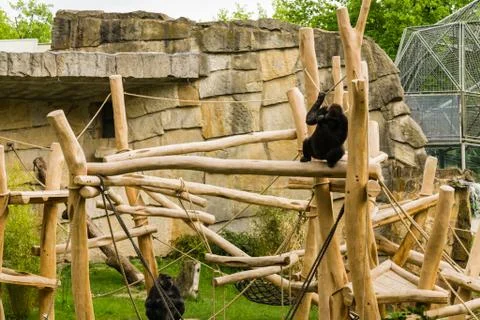 Gorillas  - Germany Stock Photos