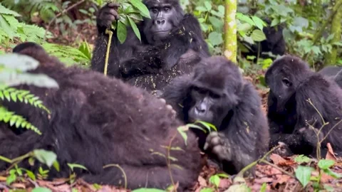 Gorillas grooming 4k Stock Footage 302572985