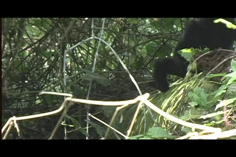 Gorillas - juveniles play Stock Footage 606714