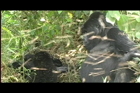 Gorillas - mom w:loads of bugs Video stock 606281