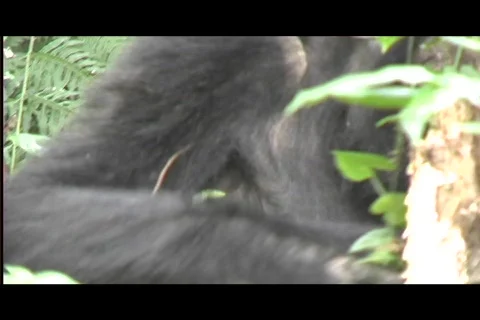 Gorillas - mother closeup Stock Footage 606718