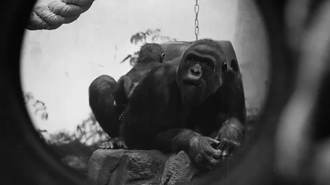 Gorillas outdoors Stock Footage 89745361