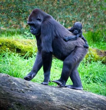 Gorillas Stock Photos