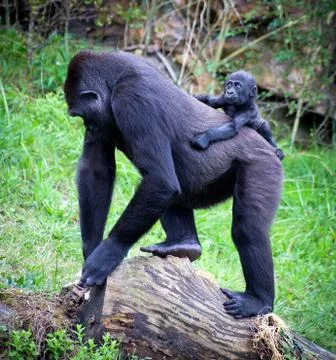 Gorillas Stock Photos