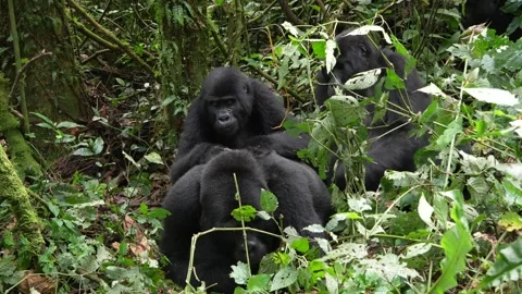 Gorillas pick bugs off silverback and eat them Stock Footage 267065532