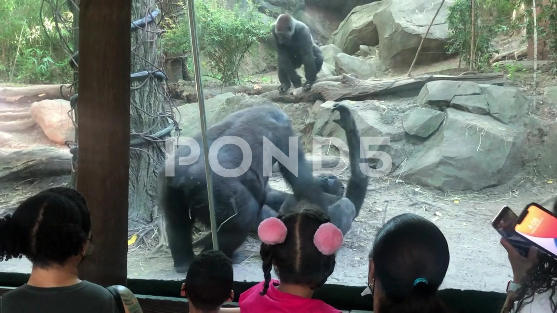 Gorillas Shock Onlookers With Oral Sex, Bronx, New York, USA