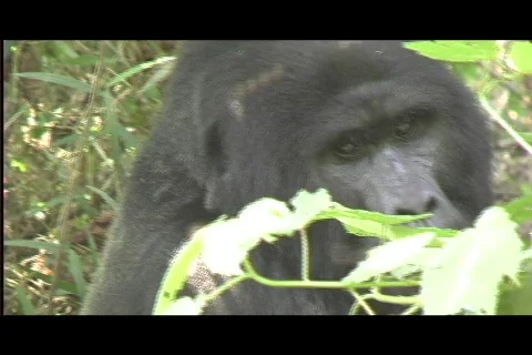 Gorillas - silverback closeup profile brief Video stock 606296