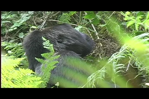 Gorillas - silverback eats in profile Video stock 606509