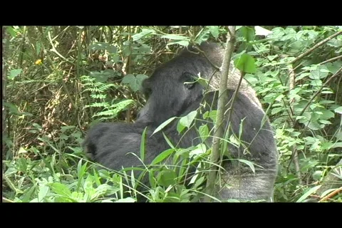 Gorillas - silverback eats in profile2 Video stock 606700
