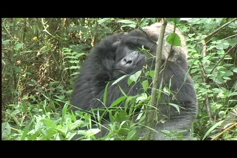 Gorillas - silverback itches head Stock Footage 606287