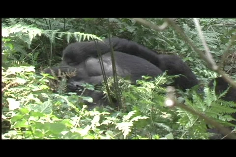 Gorillas - silverback sleeps Video stock 606359