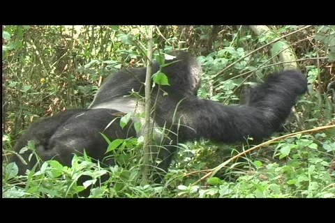 Gorillas - silverback turns, sits, closeup Stock Footage 606728