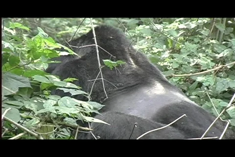 Gorillas - silverback walks away 2 Stock Footage 606346