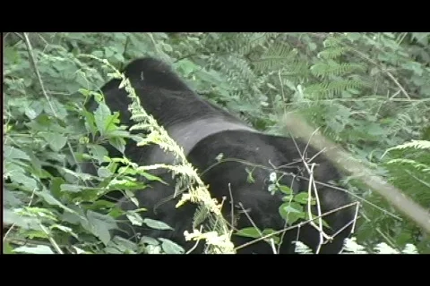 Gorillas - silverback walks away Stock Footage 606357