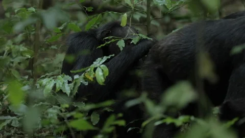 Gorillas sitting between green plants in the forest Stock-Footage 103805995