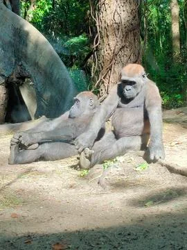 Gorillas sunbathing Stock Photos