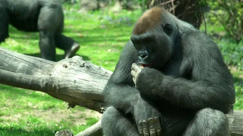 Gorillas in zoo Stock Footage 75204325