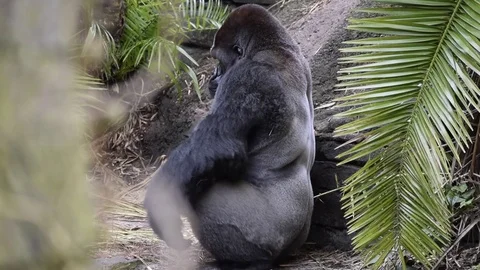 GorillaStaring Stock Footage 76757420
