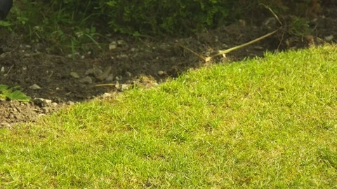 Gorrilla Statue in garden Stock Footage 69710826