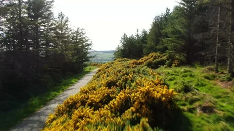 Gorse along mountain trail in the Dublin mountains Stock Footage 132890962
