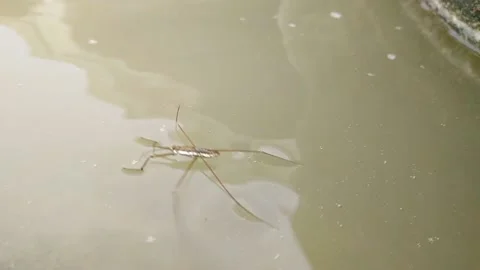 Gorse animal Stock Footage 234637366