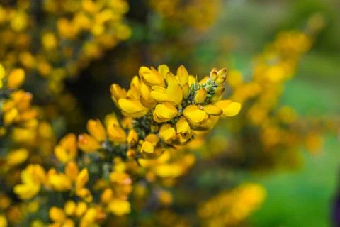 Gorse in Bloom Stock Photos