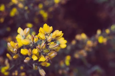 Gorse in Bloom Stock Photos