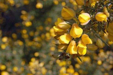 Gorse bush Stock Photos