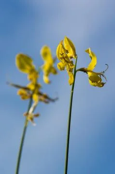 Gorse flower Stock Photos
