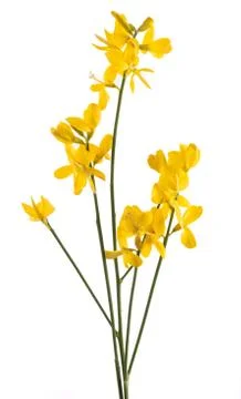 Gorse flowers Stock Photos