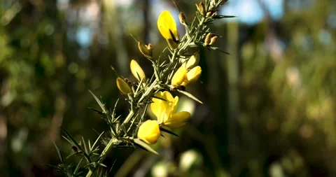 Gorse Forest Bush 動画素材 155267438
